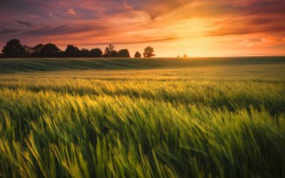 Beautiful photo of peaceful sunset over productive land to illustrate the article The Spiritual Meaning of Jubilee.